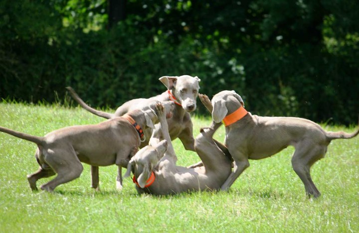 Halbstarke Hunde