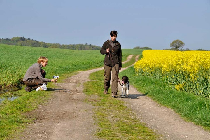 Familienhunde Einzelstunden