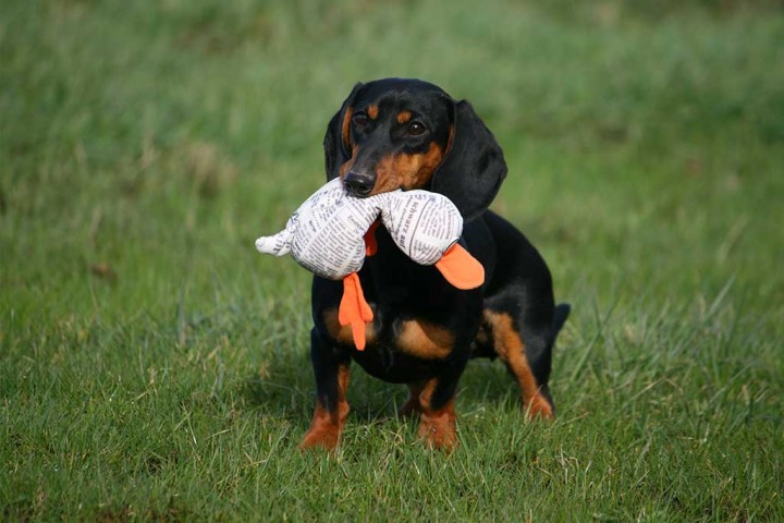 Jagdhunde ohne Jäger